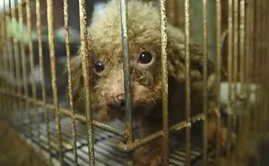 Puppy Sees Sunlight For First Time After Living In Dark Basement For Years