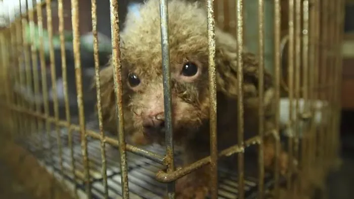 Puppy Sees Sunlight For First Time After Living In Dark Basement For Years
