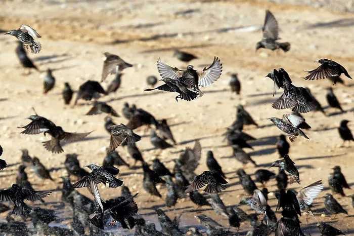 Shape Shifting Birds
