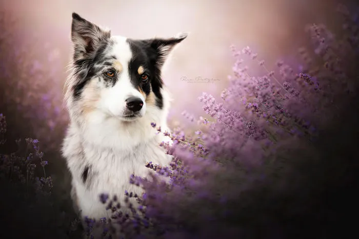 I Capture The Whimsical Side Of Dogs In My Photography (48 Pics)