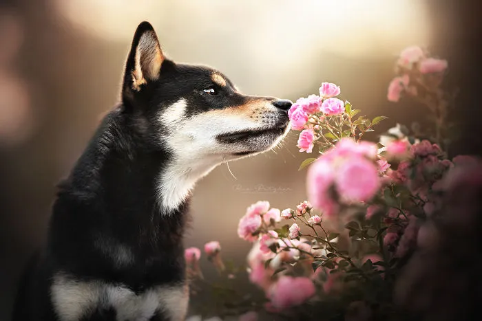 I Capture The Whimsical Side Of Dogs In My Photography (48 Pics)
