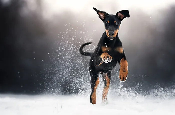 I Capture The Whimsical Side Of Dogs In My Photography (48 Pics)