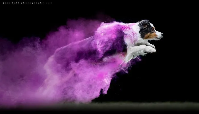 Cohen | Australian Shepherd