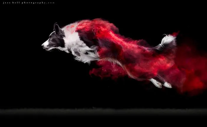 Rush | Border Collie