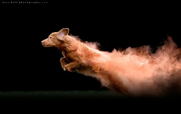 Slice | Nova Scotia Duck Tolling Retriever