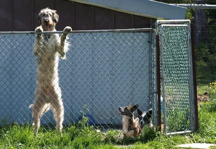 Lobero y corgis