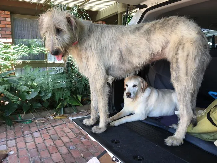 Hugeboye Is A Heckin Big Woofer