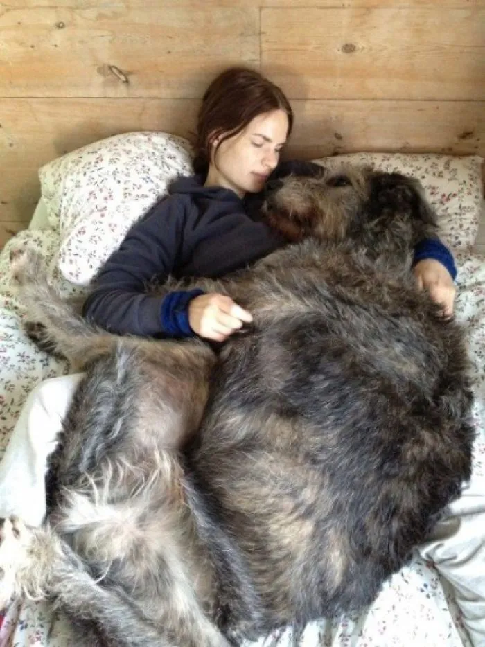 El perfecto compañero de siestas