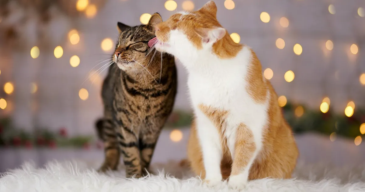Hago fotos de mi gato que no tiene ojos pero ve con su corazón (25 imágenes)