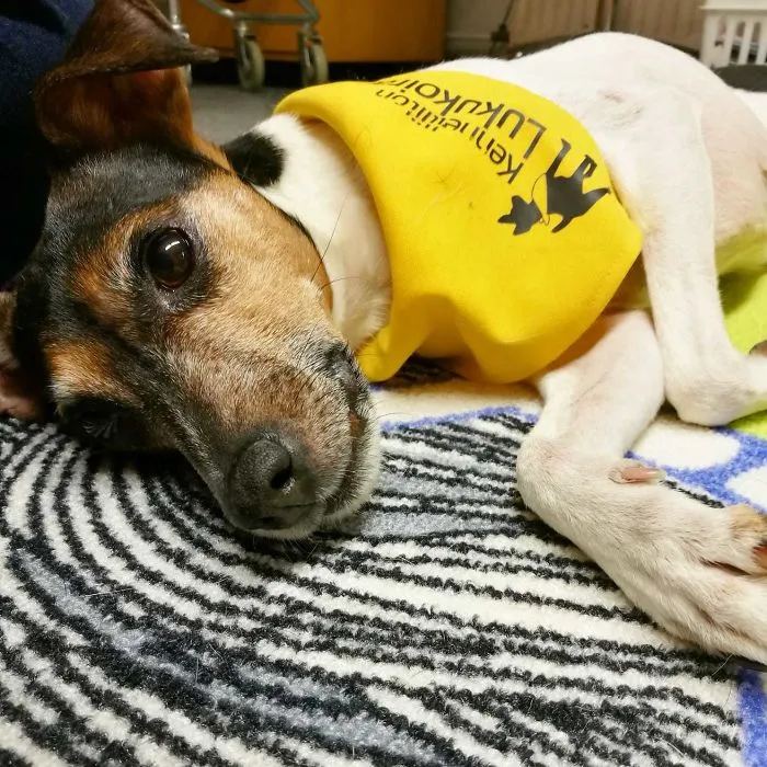This Is Dina. She Volunteers At Our Local Library As A Reading Dog. Kids With Difficulties Read For Her And She Does Not Judge