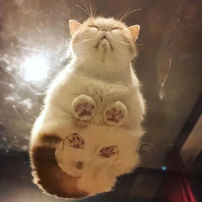 "Human, Look At Ma Beans!"