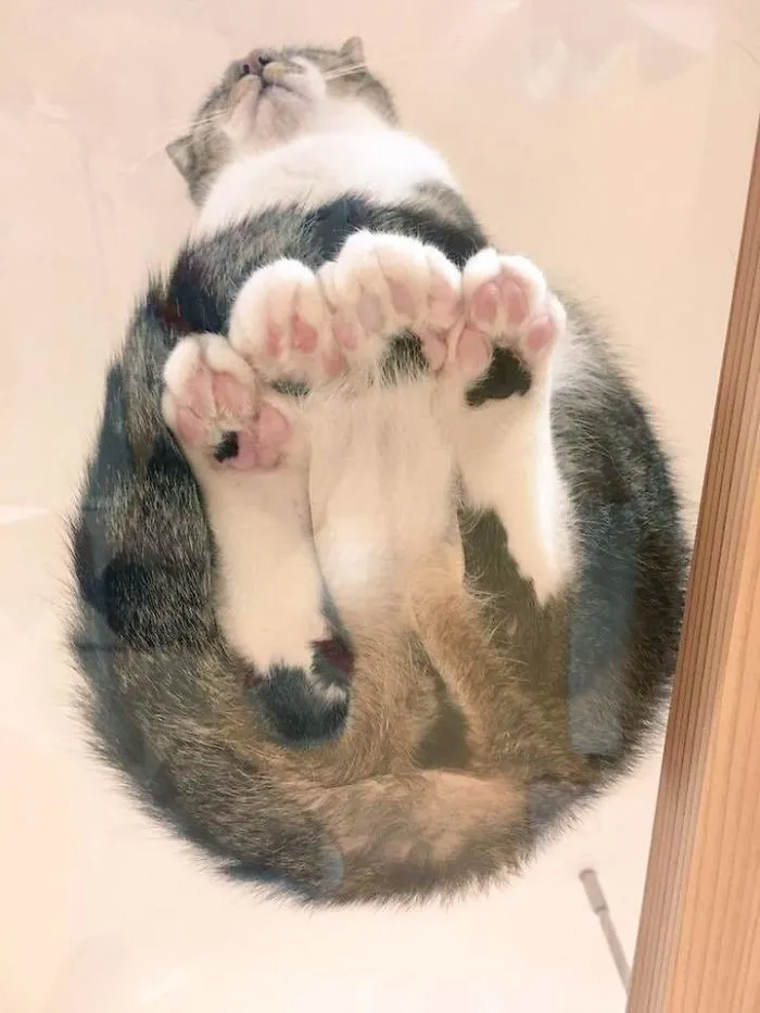 Patitas juntas
