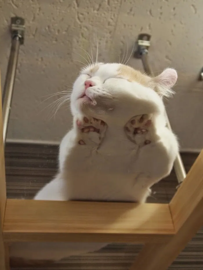 Kitty Had A Hard Night