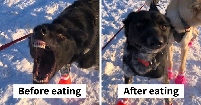 The Way This Woman Described Each And Every One Of Her 20 Sled Dogs Is Hilariously Wholesome