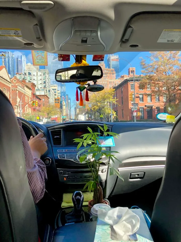 My Uber Driver Has A House Plant In His Car