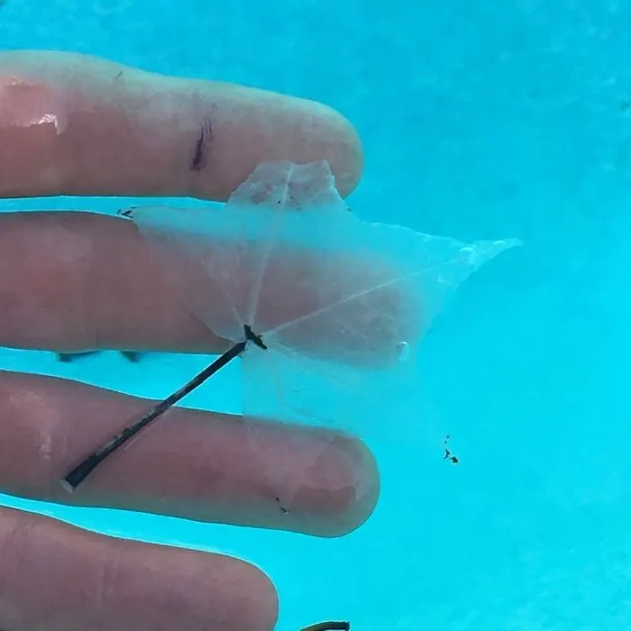 Esta hoja ha perdido el pigmento tras pasar demasiado tiempo en la piscina