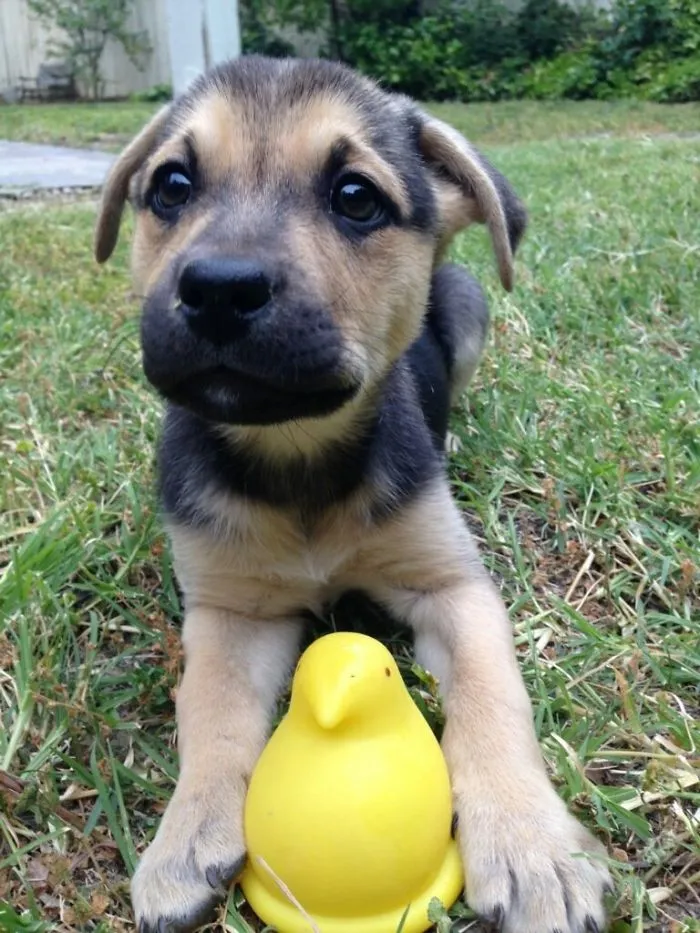 Meet My Mutt, Mabel. German Shepard And Boxer