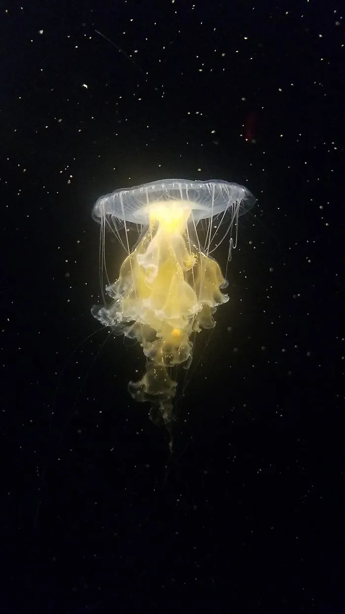 Medusa que parece estar en el espacio