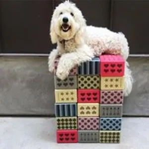 Phoebe The Doodle