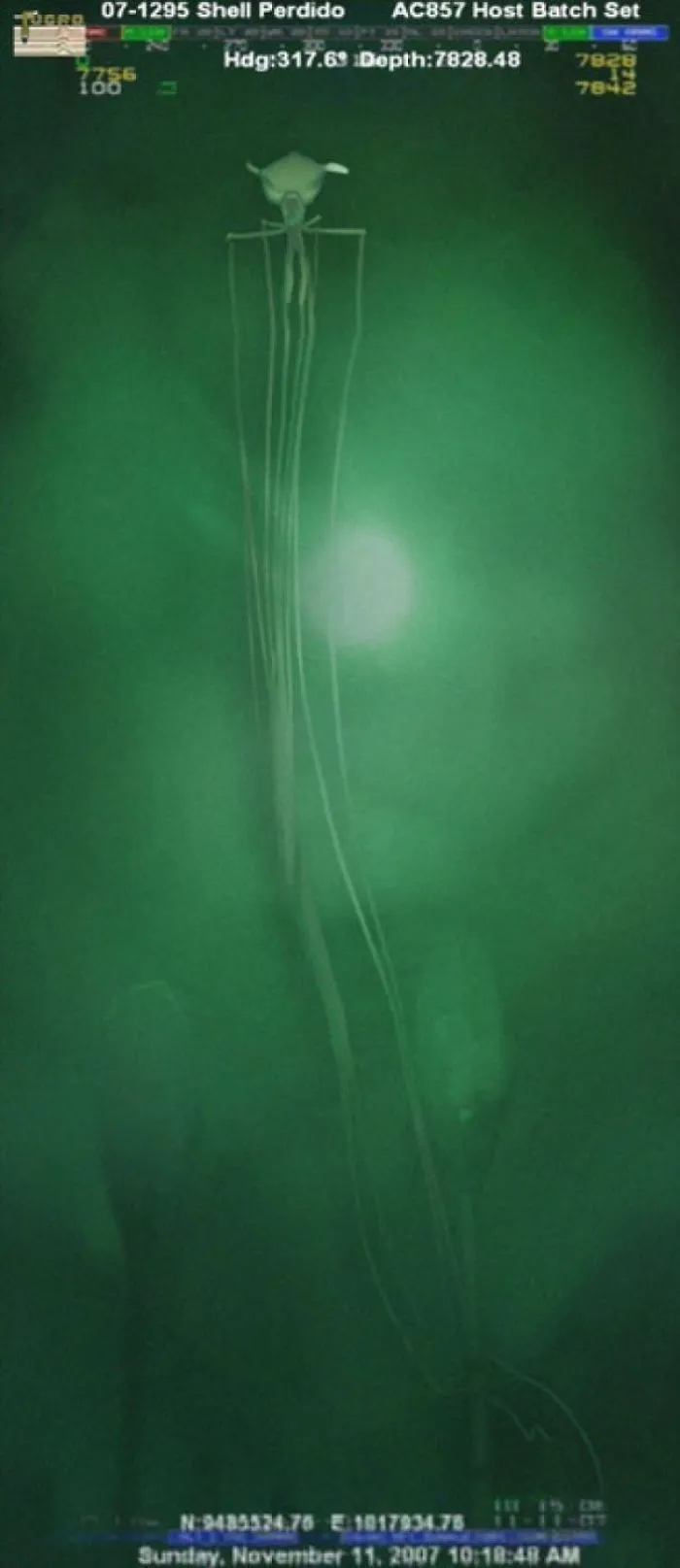 This Fascinating Creature, A Deep-Sea Squid, Was Video Taped By Shell Out In The Perdido Area Of Alaminos Canyon, At 7800 Ft. Depth