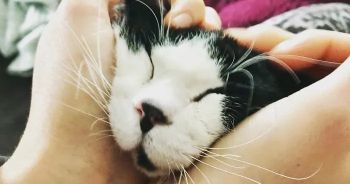 I Adopted A Kitten With Huge 'Glass' Eyes After He Was Found Abandoned On A Porch And He Is Now Our Family Member