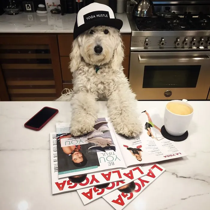 Find Motivation & Yoga Tips On Instagram Through This Pawsitive Pooch