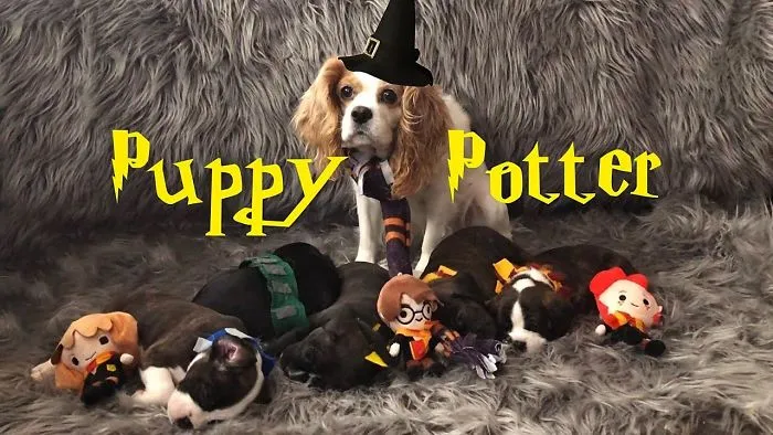 Puppy Potter| Watch Puppies Get Sorted Into Hogwarts Houses