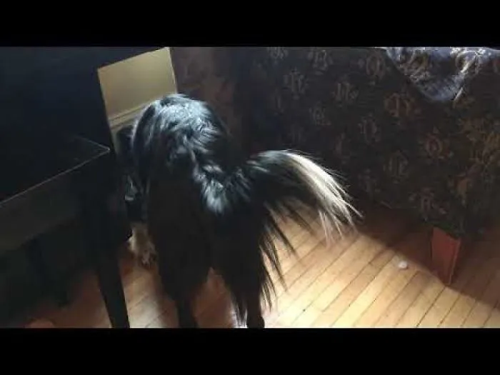 Dog Antagonizes Dog With Robot Vac