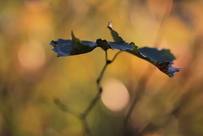 The  Concoction Outcome Between A Camera, An Introvert And Nature -Part 1-
