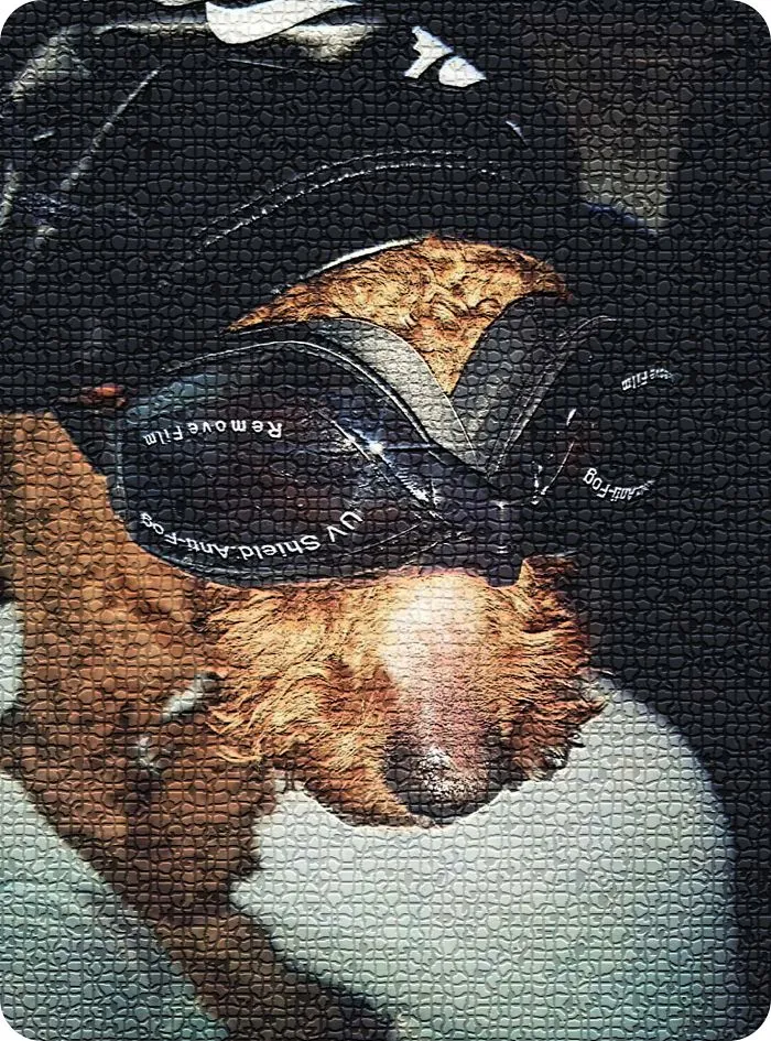 He Was The Best Kiss Giver.'pet Me'never Get It Any More