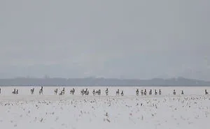 Deer-Credible Story From Snow Field