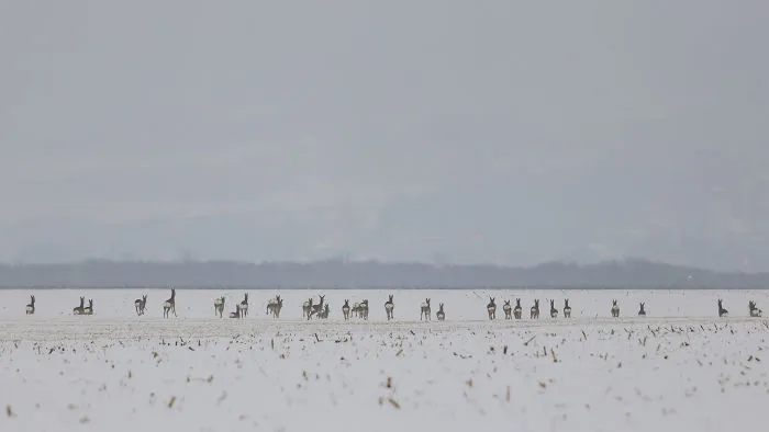 Deer-Credible Story From Snow Field
