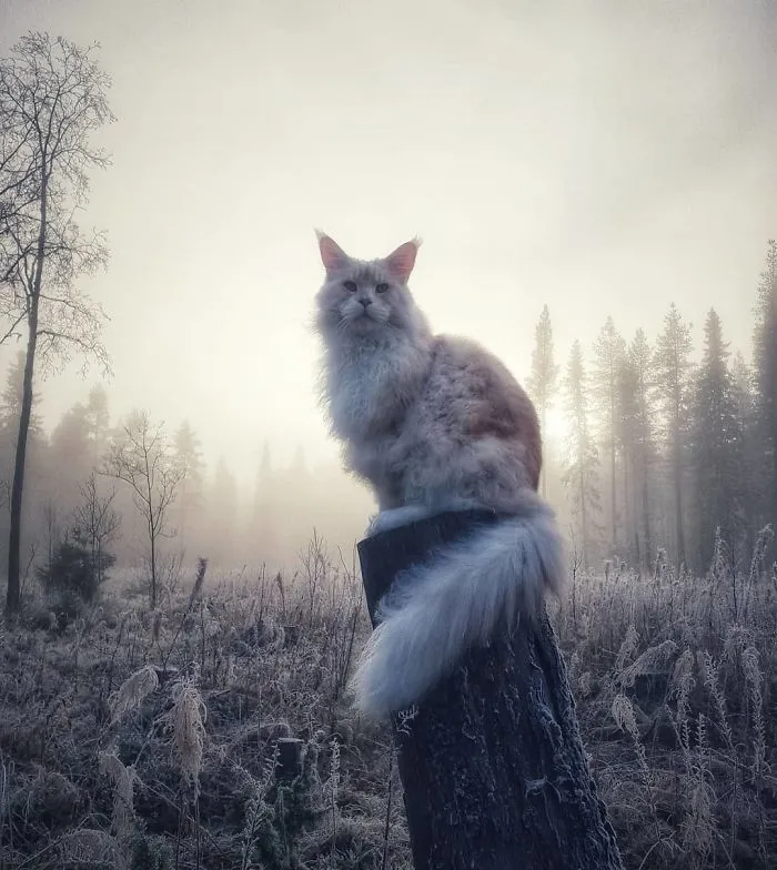 Winter Maine Coon