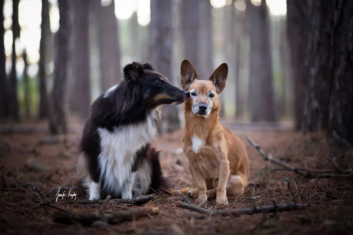 These Bff Doggos Will Steal Your Heart!