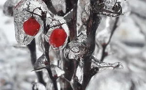 ❄🌿❄ Nature's Amazing Ice Art ❄🍂❄
