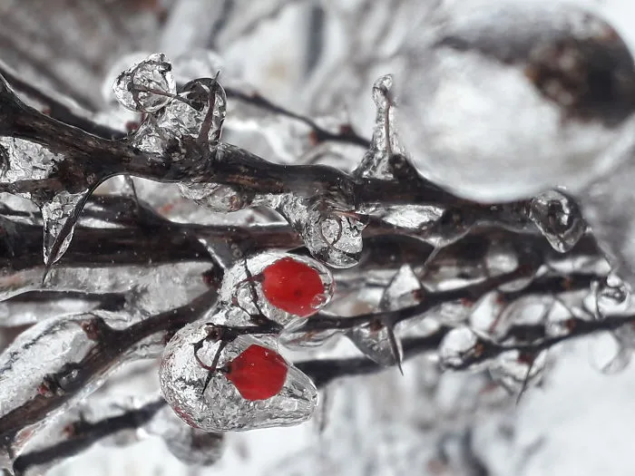 ❄🌿❄ Nature's Amazing Ice Art ❄🍂❄