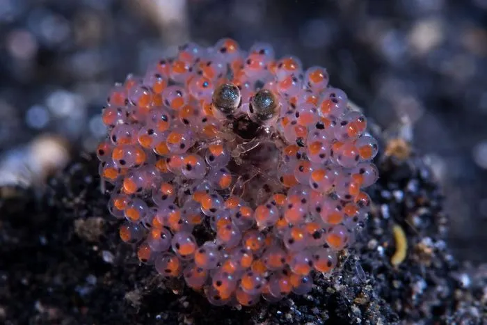 7th Place, Marine Life Behavior, "Hawaiian Lei" By Mei Hing Sin