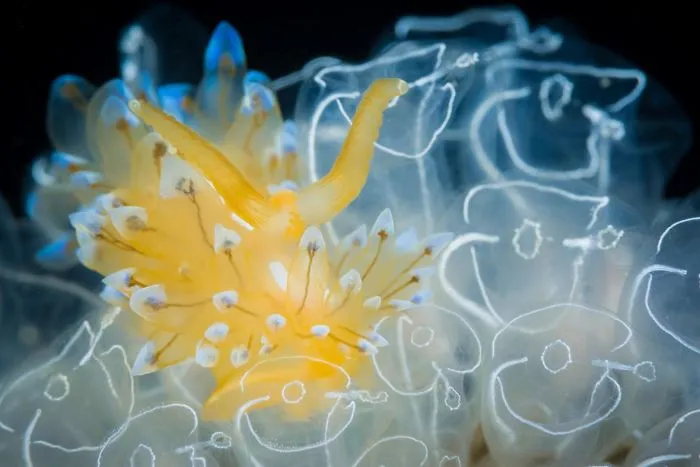 4th Place, Nudibranch, "Janolus Cristatus" By Giacomo Giovannini