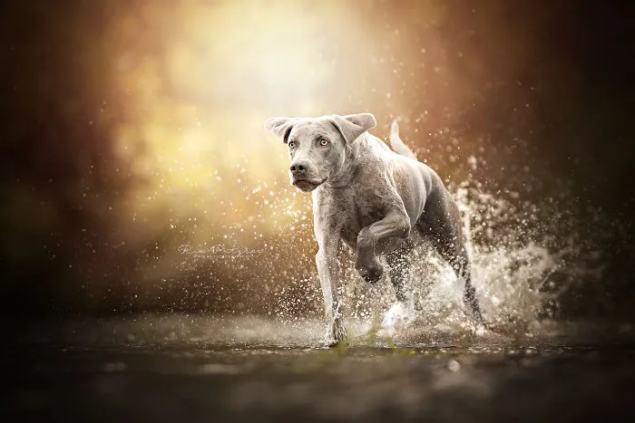 I Capture The Whimsical Side Of Dogs In My Photography (48 Pics)