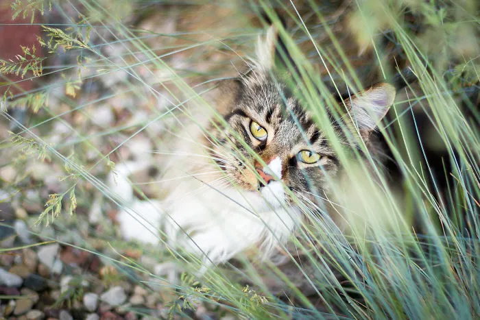 I Capture Beauty And Soul Of My Cats