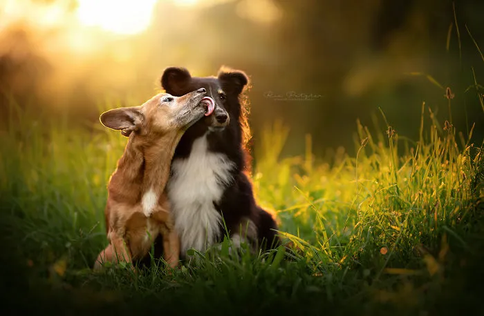 I Capture The Whimsical Side Of Dogs In My Photography (48 Pics)