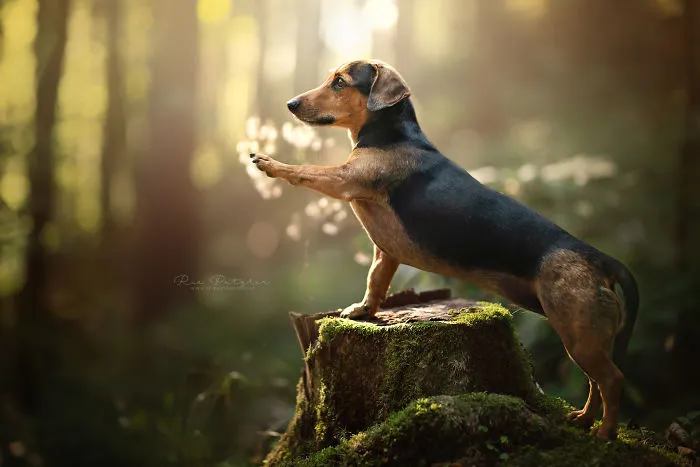 I Capture The Whimsical Side Of Dogs In My Photography (48 Pics)