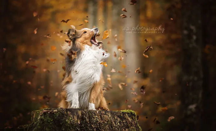 I Capture The Whimsical Side Of Dogs In My Photography (48 Pics)