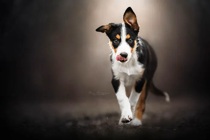 I Capture The Whimsical Side Of Dogs In My Photography (48 Pics)
