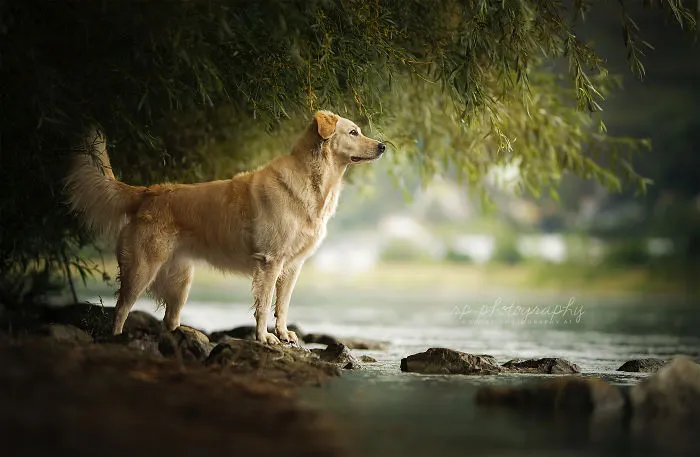 I Capture The Whimsical Side Of Dogs In My Photography (48 Pics)