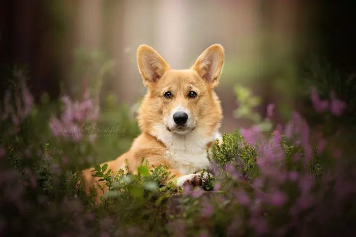 I Capture The Whimsical Side Of Dogs In My Photography (48 Pics)