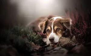 I Capture The Whimsical Side Of Dogs In My Photography (48 Pics)