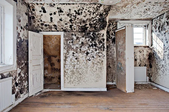 After The Great Plague Of 1665, Came The Less Famous Bubonic Bedroom Blight Of 1704