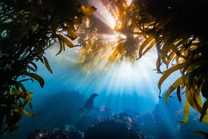 2nd Place, Cold Water, "Burst" By Tyler Schiffman