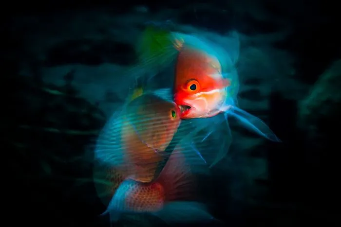 2nd Place, Marine Life Behavior , "The Fight" By Anders Nyberg